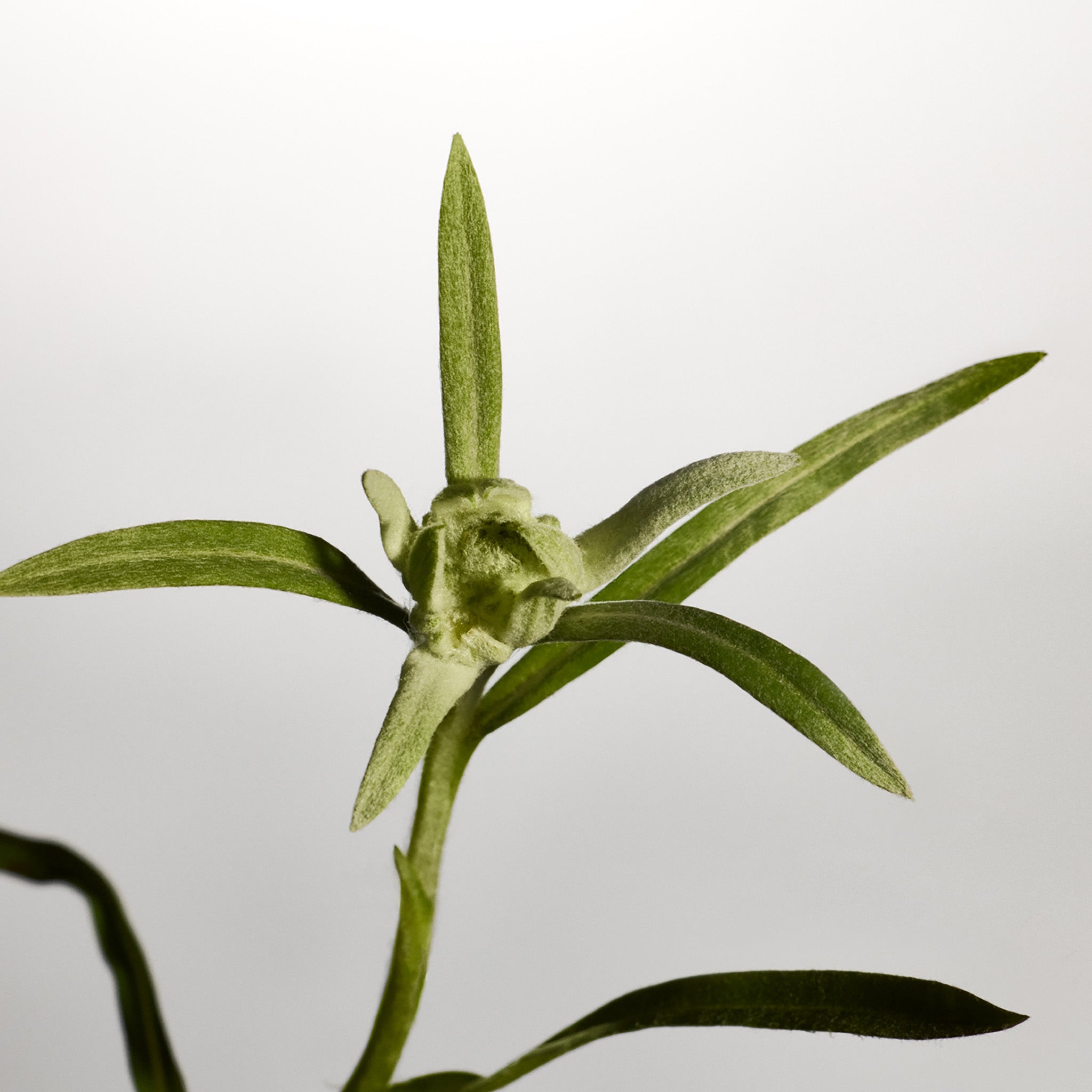 Edelweiss Daily Serum Concentrate - Image 6