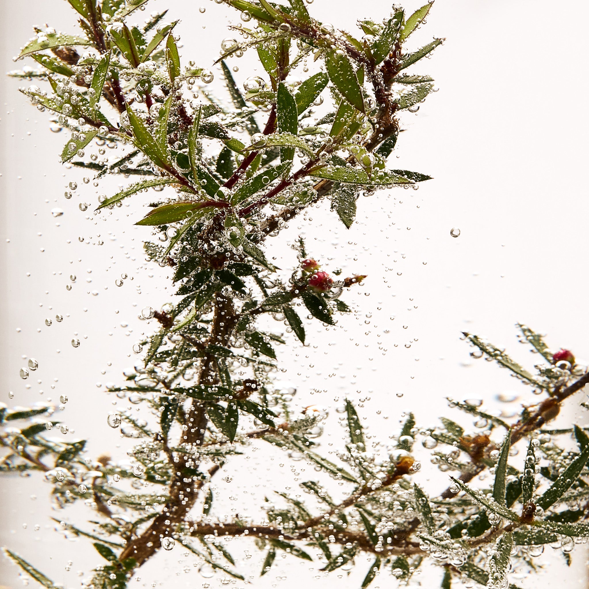 Tea Tree Skin Clearing Facial Wash - Image 5